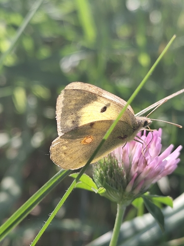 Clouded Yellow