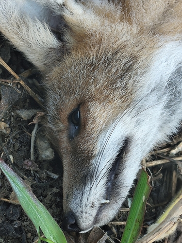 Red Fox