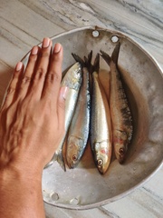 Sardinella longiceps