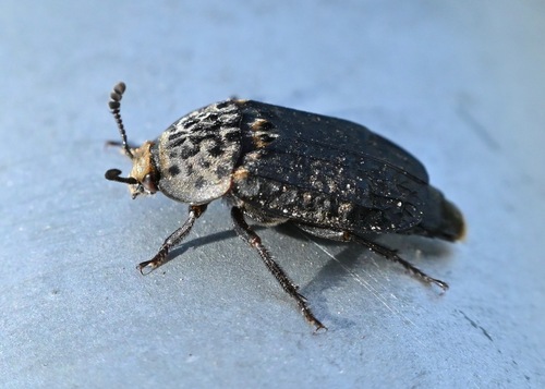 Thanatophilus rugosus