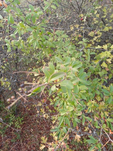 Common Privet