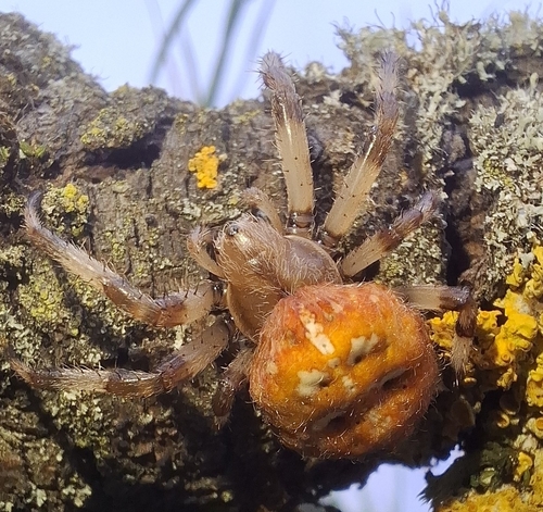 Four-spot Orbweaver