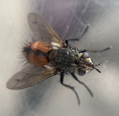 Peleteria rubescens