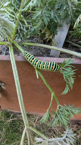 Old World Swallowtail