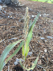 Sorghum bicolor, photograph (c) Jes Gray, some rights reserved (CC BY)