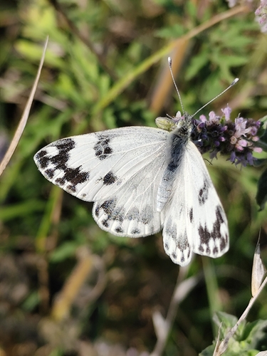 Eastern Bath White