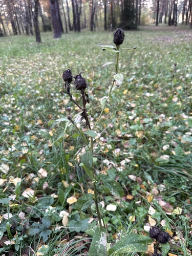 Centaurea phrygia, photograph 6