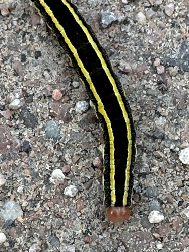 Broom Moth