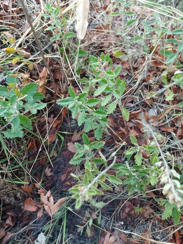 Wall germander