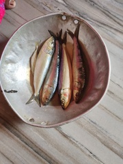 Sardinella longiceps