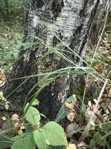 Calamagrostis canescens, photograph 1