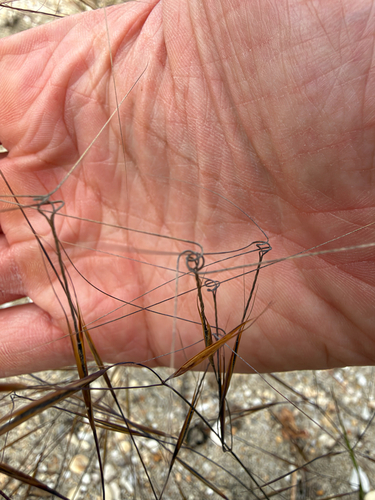 Aristida tuberculosa, 2026-09-19