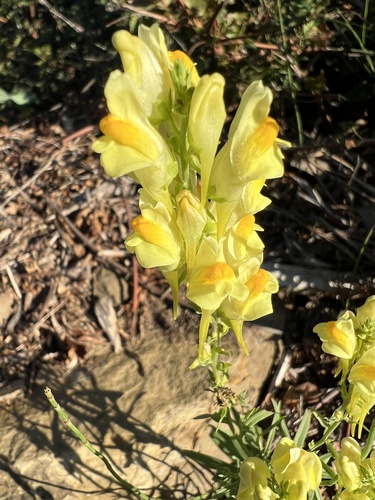 common toadflax