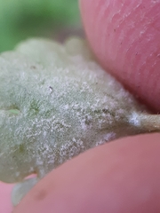 Peronospora chrysosplenii