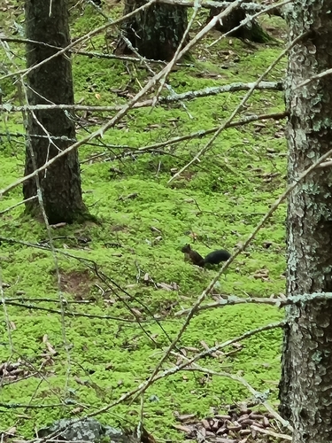 Eurasian Red Squirrel