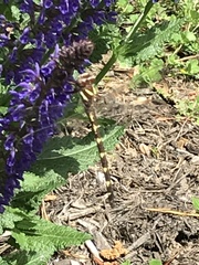 Cordulegaster bilineata