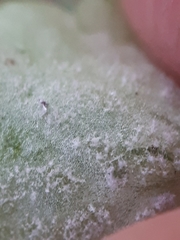 Peronospora chrysosplenii