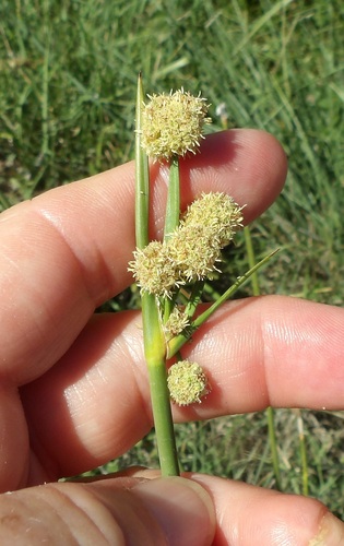 Round-headed Clubrush