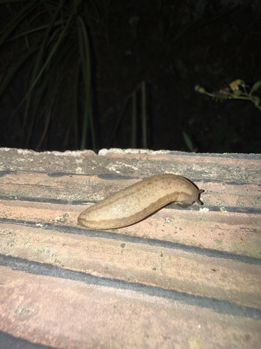 Chinese Slug
