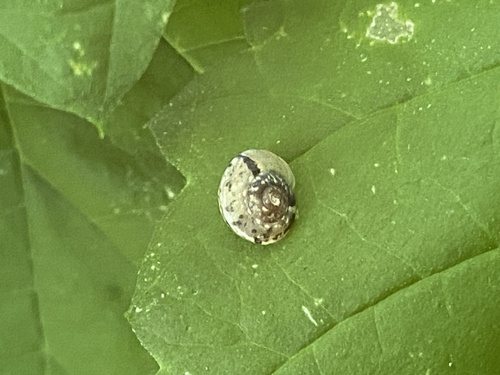 Girdled Snail