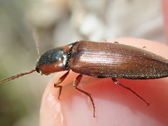 Agriotes collaris