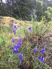 Delphinium sutherlandii