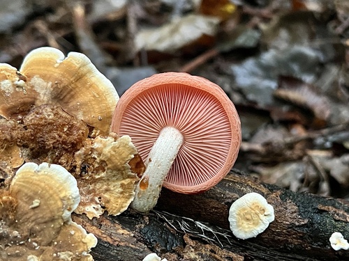 Rhodotus reticeps