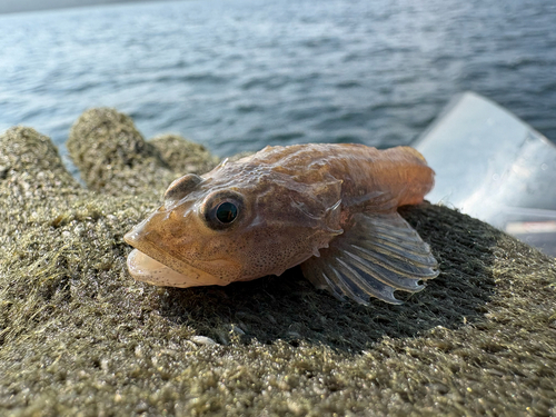 Deepwater Sculpin