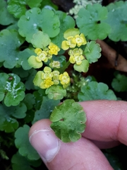 Peronospora chrysosplenii