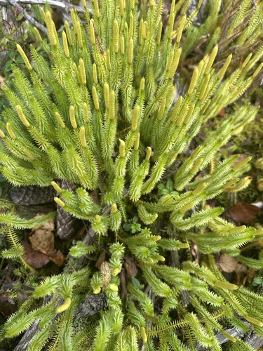interrupted clubmoss