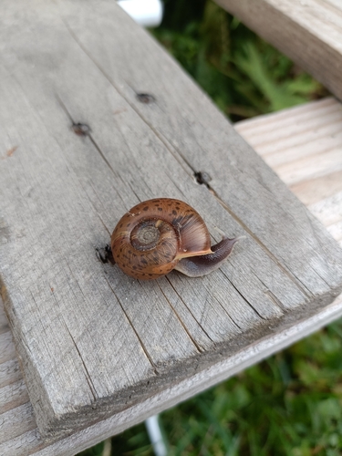 Quimper Snail