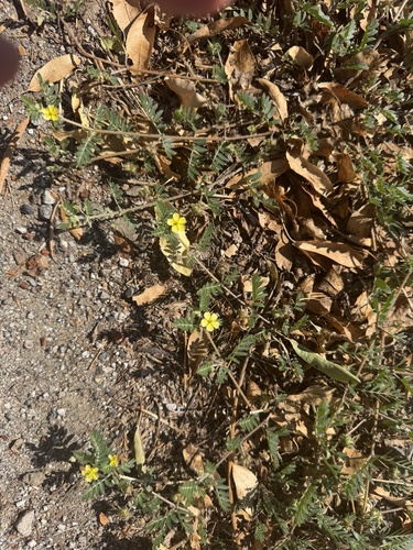 puncture vine