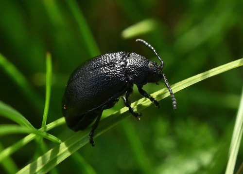 black-punctured leaf beetle