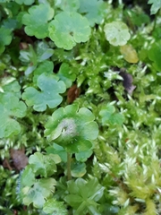 Peronospora chrysosplenii