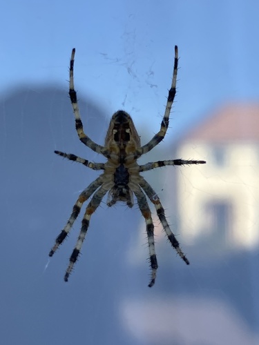 Cross Orbweaver