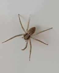 Philodromus dispar