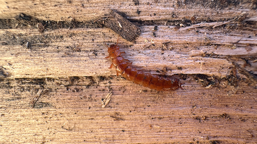 Red Flat Bark Beetle