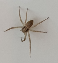 Philodromus dispar