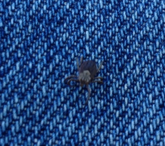 Dermacentor occidentalis