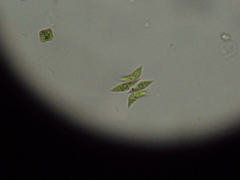 Scenedesmaceae