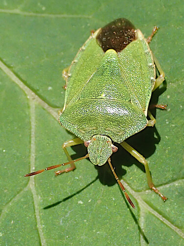 Green Shield Bug