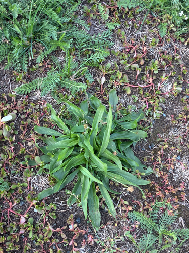 ribwort plantain