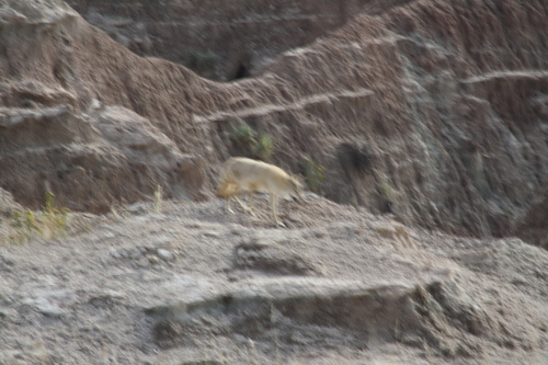 Coyote