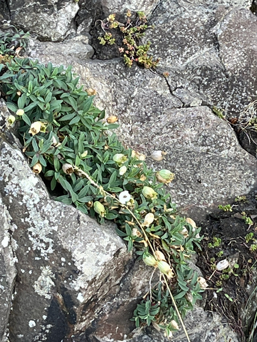 Silene uniflora, photograph 4