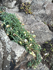 Silene uniflora, photograph (c) jhatfield, some rights reserved (CC BY)