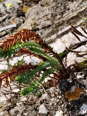 Euphorbia paralias, photograph (c) Matteo Marcandella, some rights reserved (CC BY)