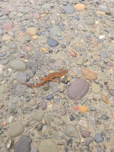 Eastern Newt