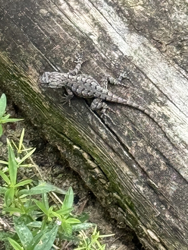 Eastern Fence Lizard