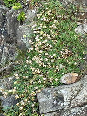 Silene uniflora, photograph (c) jhatfield, some rights reserved (CC BY)