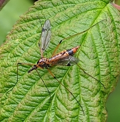 Hesperotipula